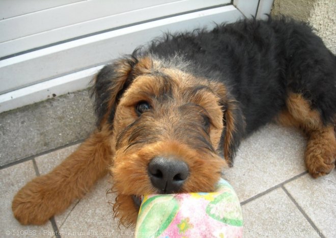 Photo d'Airedale terrier