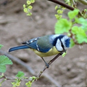 Photo de Msange bleue