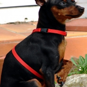 Photo de Pinscher nain