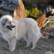 Photo de Chien de berger yougoslave de charplanina