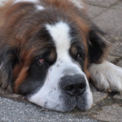 Photo de Saint-bernard poil long