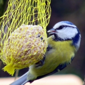 Photo de Msange bleue