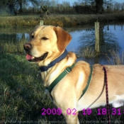 Photo de Labrador retriever