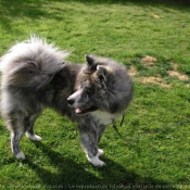 Photo d'Akita inu