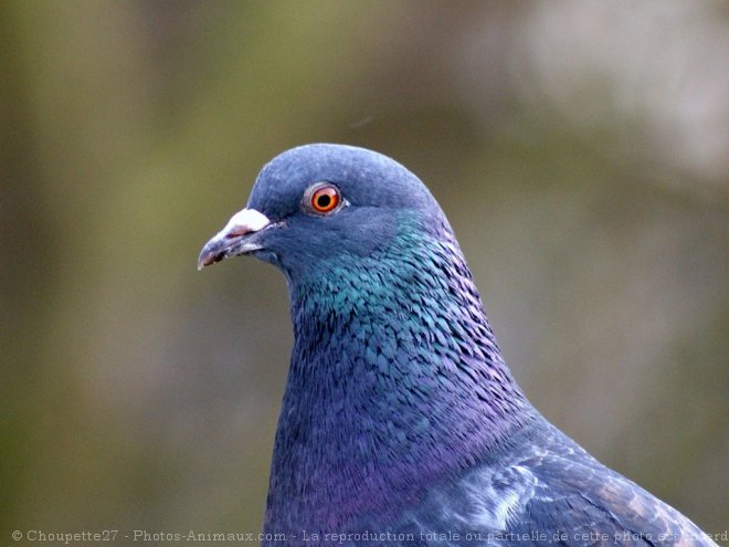 Photo de Pigeon