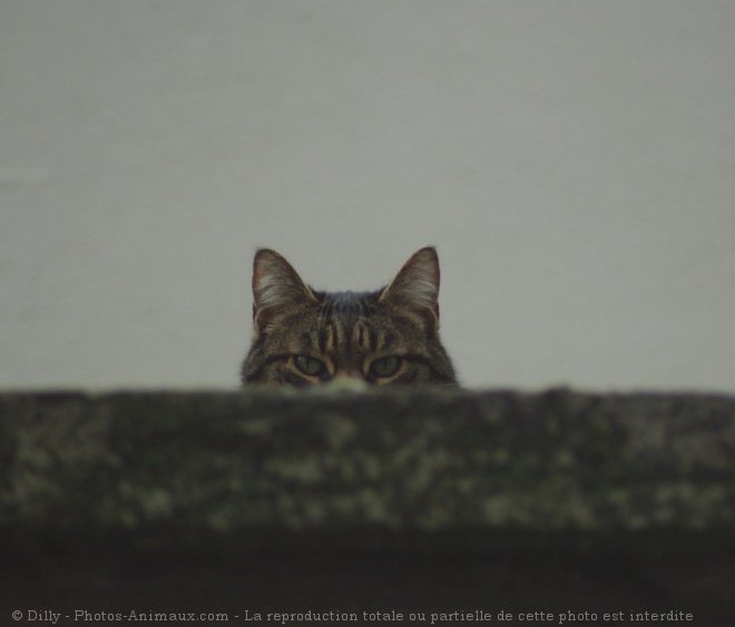 Photo de Chat domestique