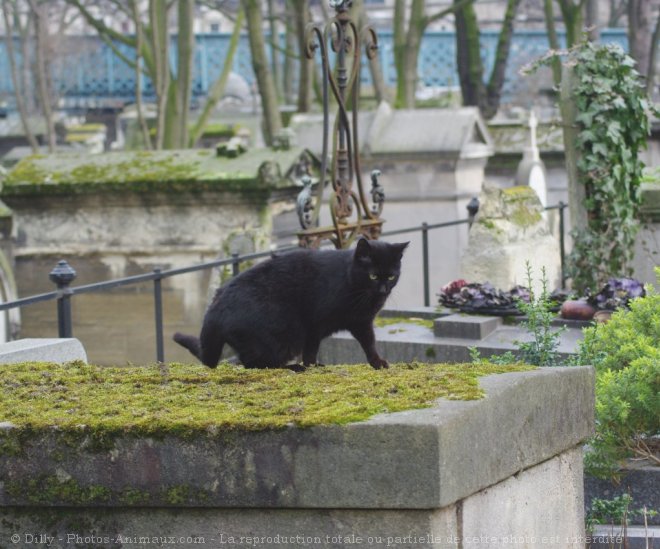 Photo de Chat domestique