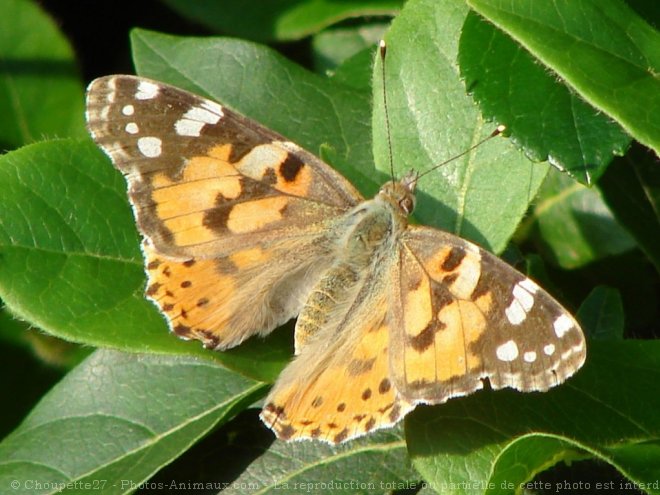 Photo de Papillon - belle-dame