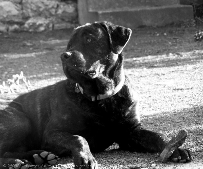 Photo de Rottweiler