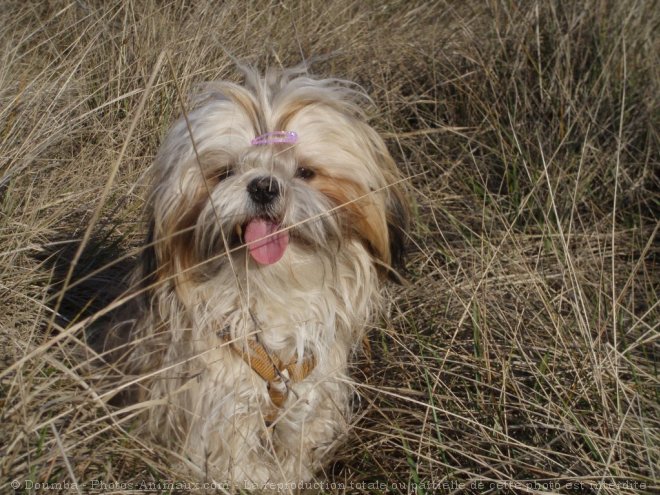 Photo de Shih tzu