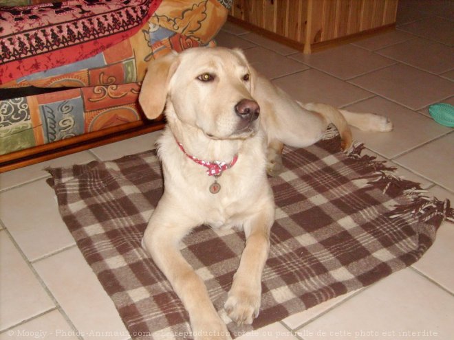 Photo de Labrador retriever