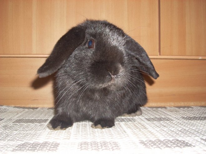 Photo de Lapin