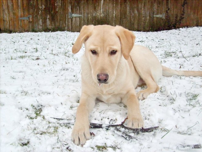 Photo de Labrador retriever