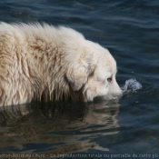 Photo de Chien de montagne des pyrnes