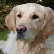 Photo de Golden retriever