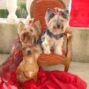 Photo de Yorkshire terrier