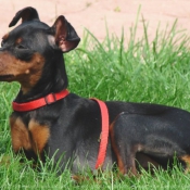 Photo de Pinscher nain