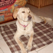 Photo de Labrador retriever