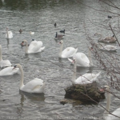 Photo de Cygne