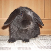 Photo de Lapin