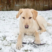 Photo de Labrador retriever