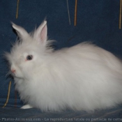 Photo de Lapin