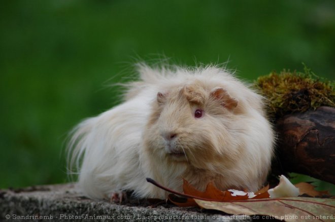 Photo de Cochon d'inde - abyssin / rosette