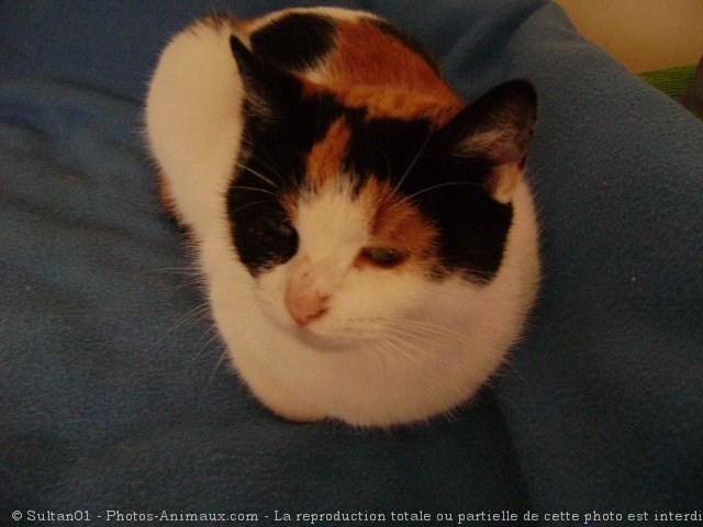 Photo de Chat domestique