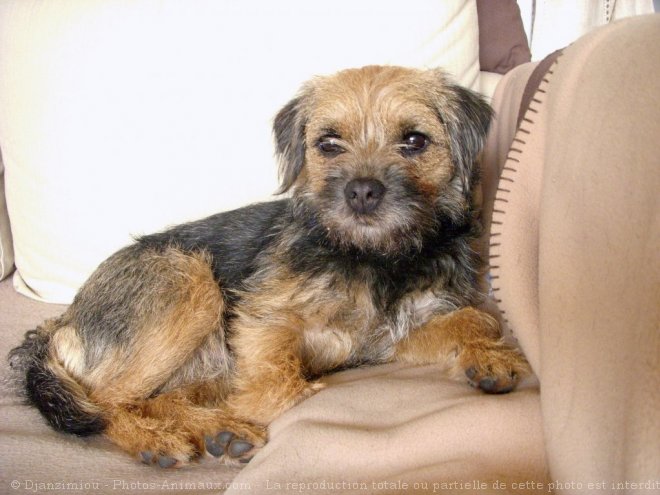 Photo de Border terrier