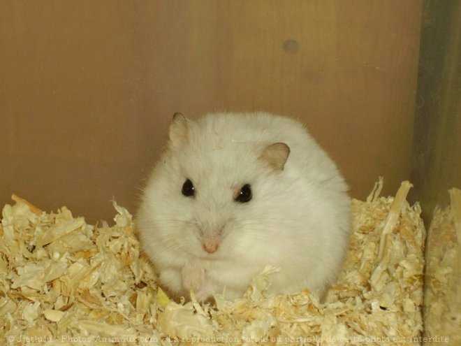 Photo de Hamster