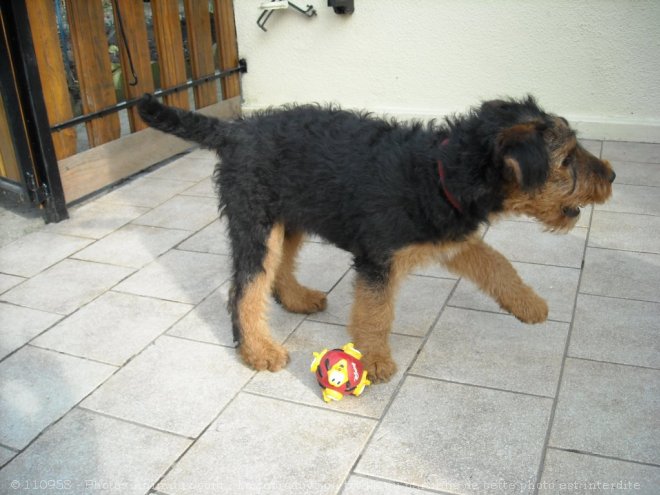 Photo d'Airedale terrier