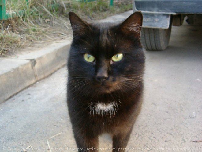 Photo de Chat domestique