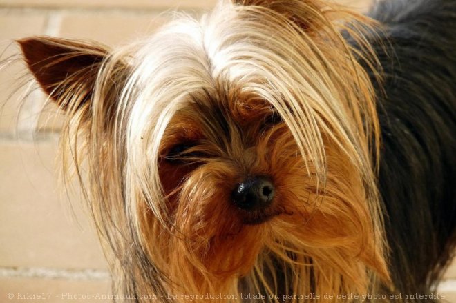 Photo de Yorkshire terrier