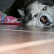 Photo de Husky siberien