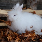 Photo de Lapin