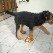 Photo d'Airedale terrier