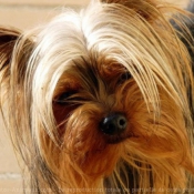 Photo de Yorkshire terrier