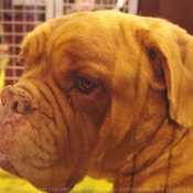 Photo de Dogue de bordeaux