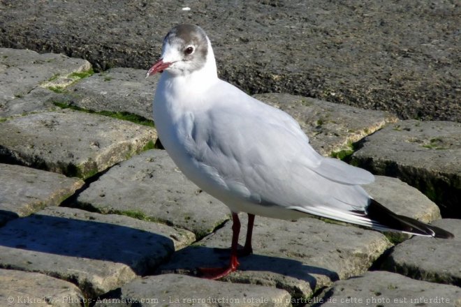 Photo de Mouette