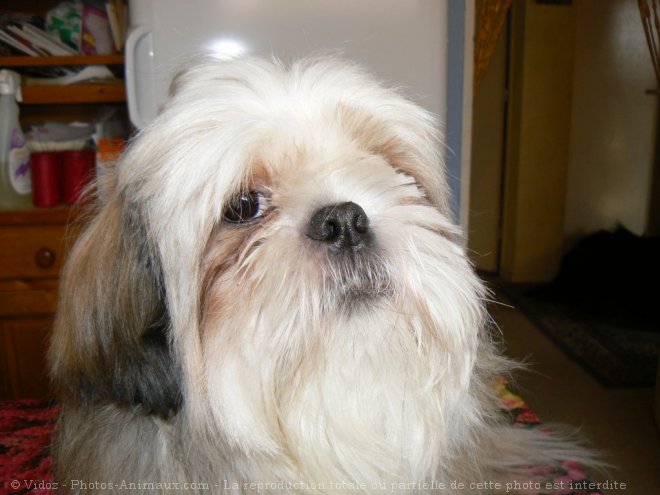 Photo de Shih tzu