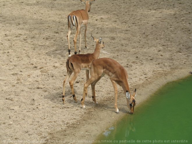 Photo de Gazelle