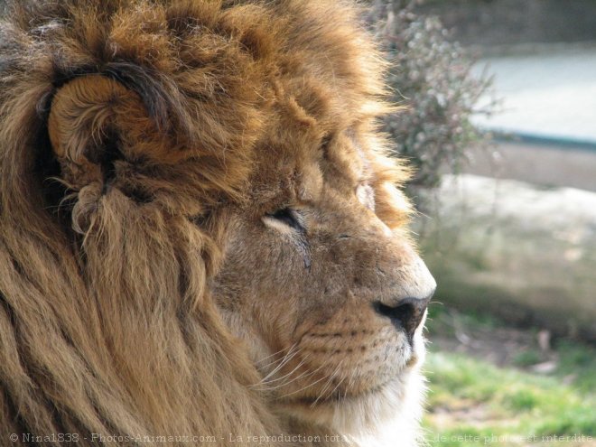 Photo de Lion