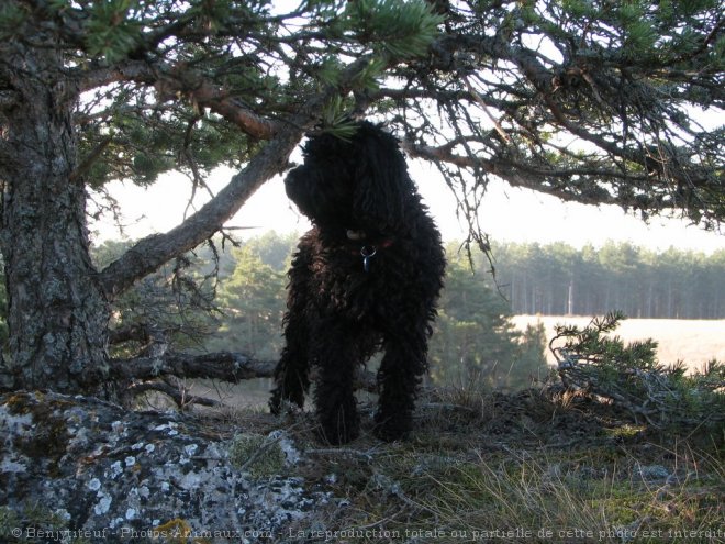 Photo de Caniche moyen