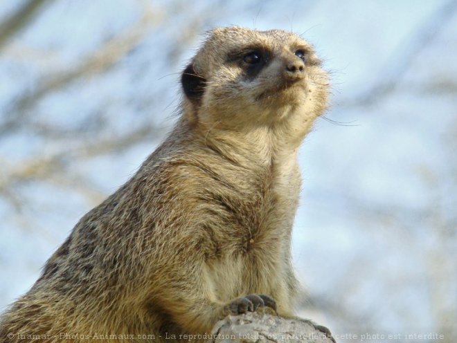 Photo de Suricate