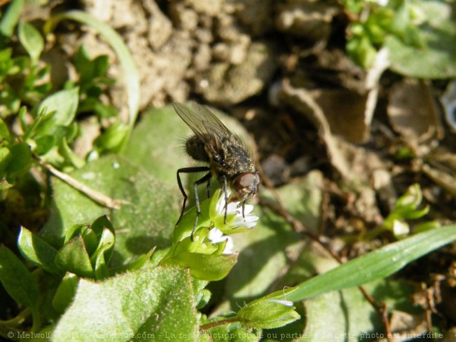 Photo de Mouche