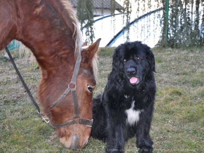 Photo de Chien de terre-neuve