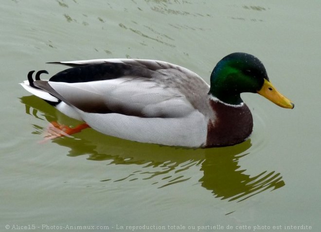 Photo de Canard