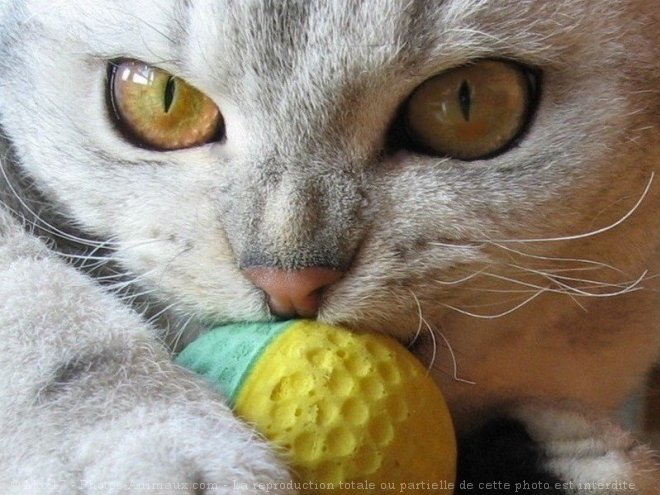 Photo de Selkirk rex poil court