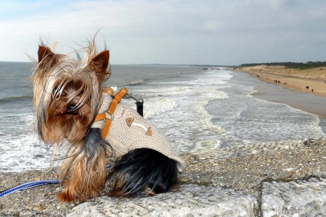 Photo de Yorkshire terrier