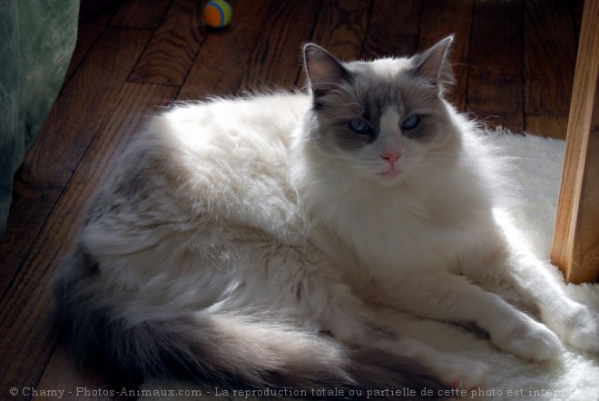 Photo de Ragdoll